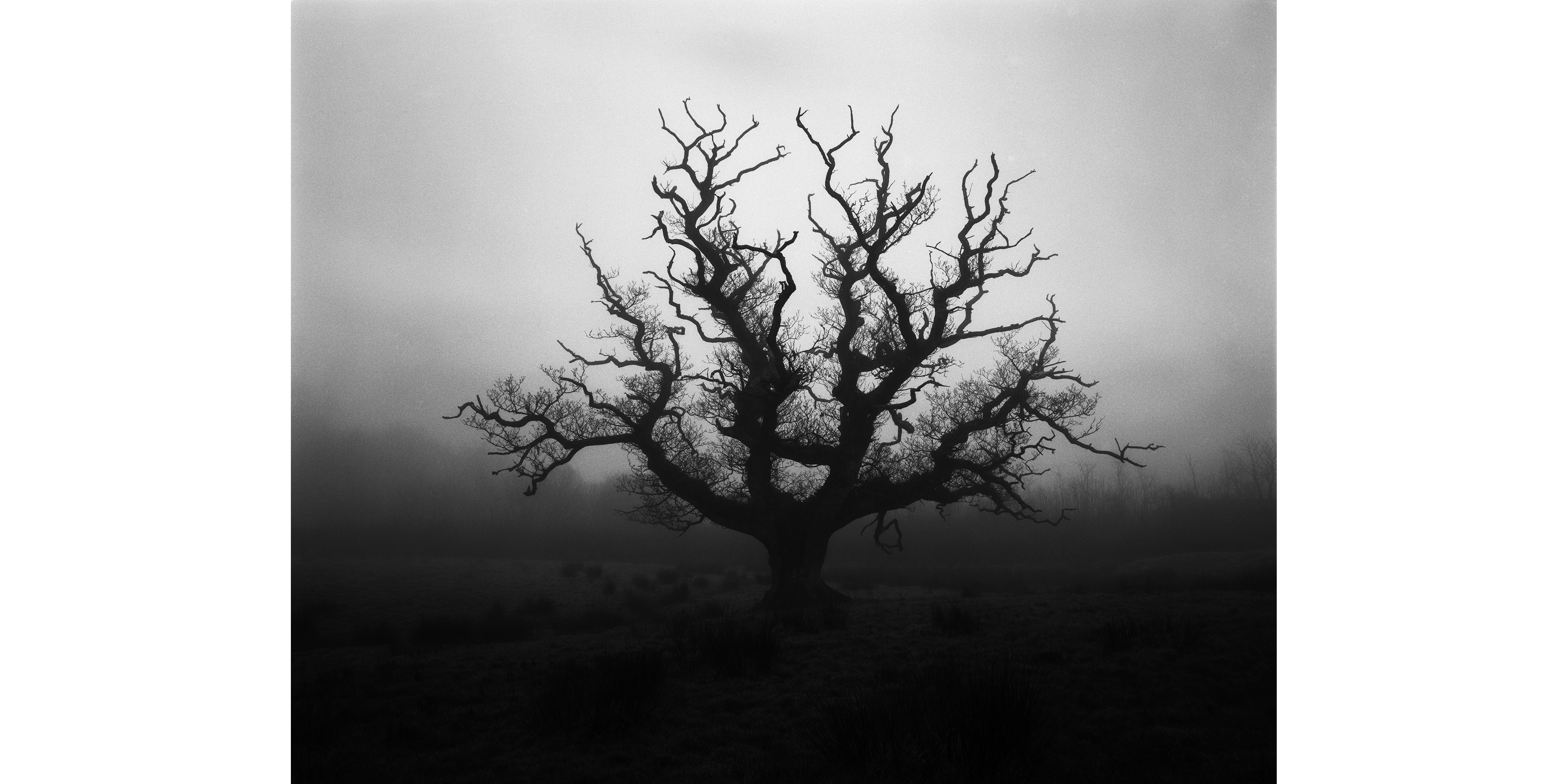 dorset trees oak landscape photography